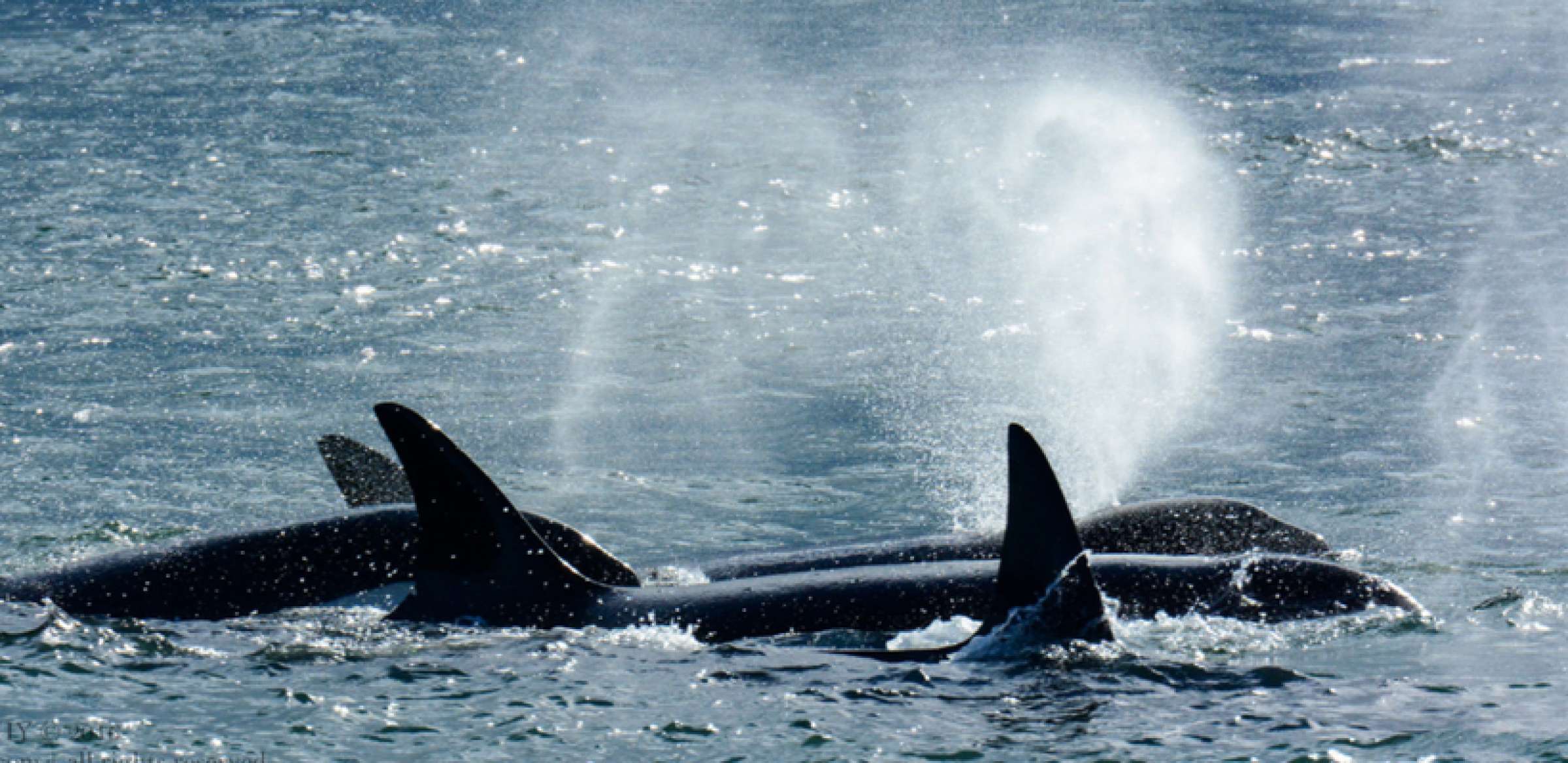 2016 Guaranteed Whale Watching Photo Gallery | Island Adventures